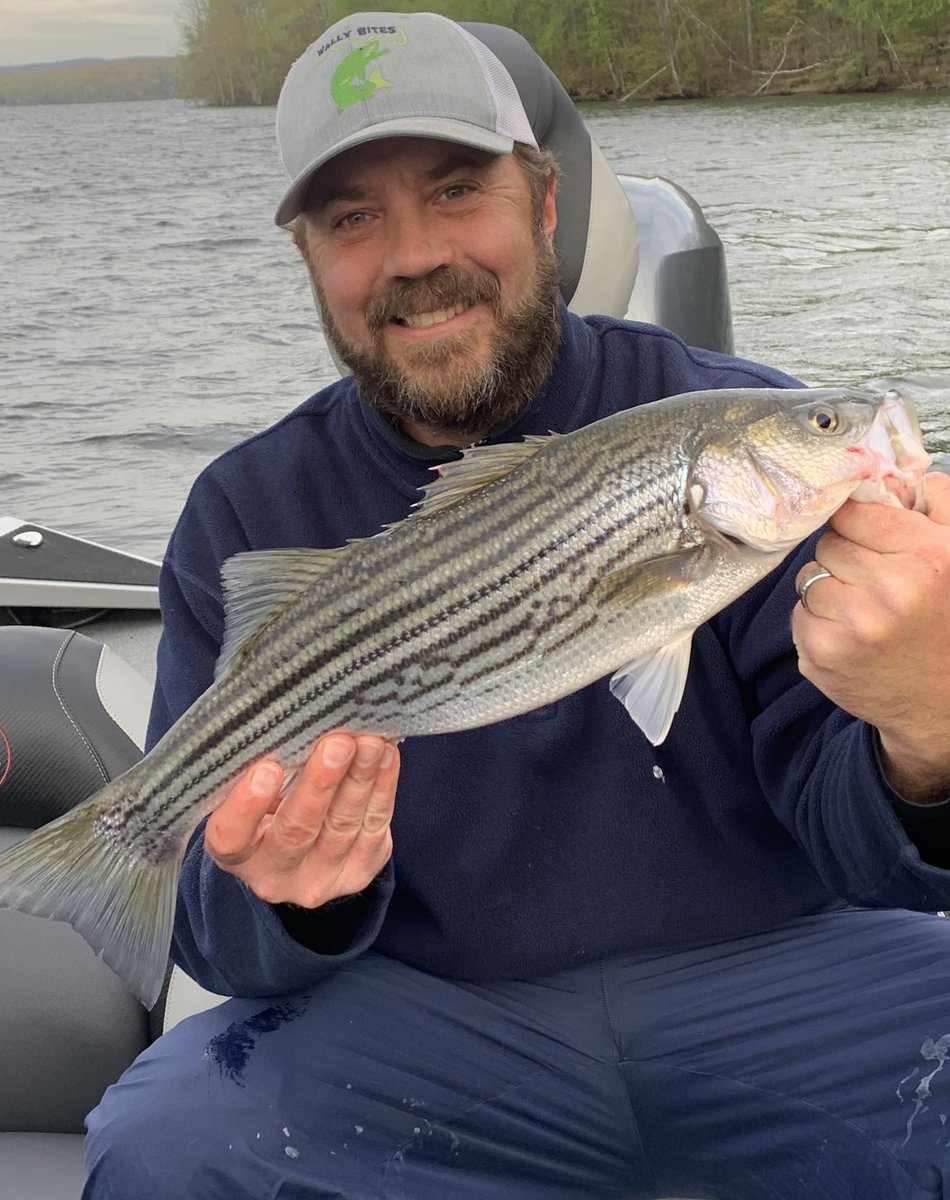 WallyBites's tweet photo. Wally Bites Attacks The Stripers - a few little guys too... #wallybites , #pafish, #fishpa, #bassfishing, #Lakefishing, #paboating, #lakemonsters, #cabelas, #freshwaterangler, #striper, #walleye, #bass, #lakeville, #berkleyfishing #stcroixrods #hookedupgs #keitech https://t.co/O7qjNASELO