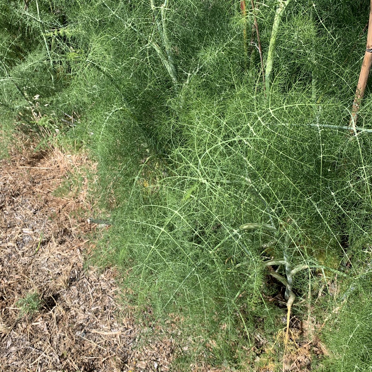 Very cool branching plant