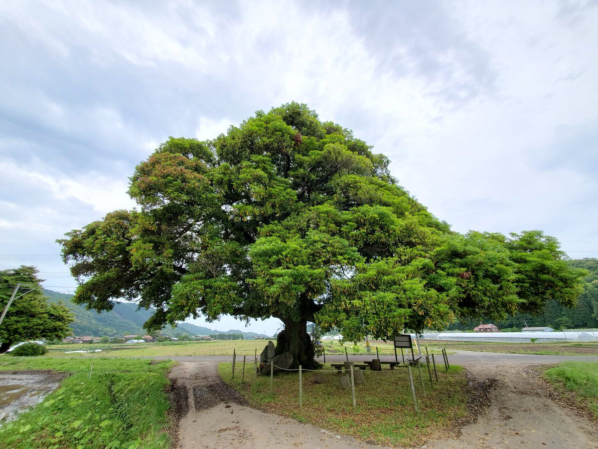 たぶのき 花言葉