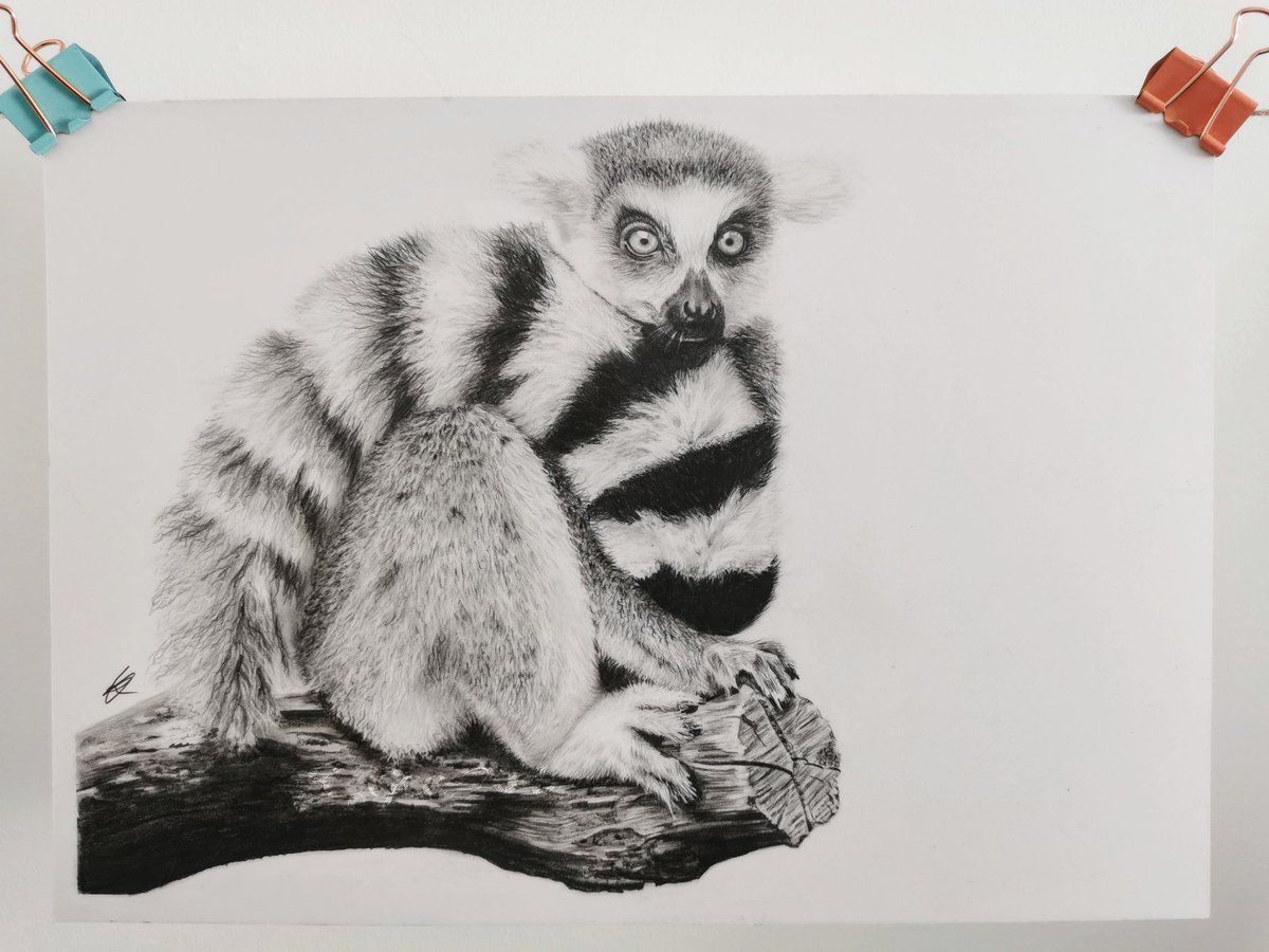 Got this little cutie finished last night 🤗
.
.
.
#art #artist #artistoninstagram #lemur #WorkFromHome #SupportSmallBusinesses #wednesday #humpdayvibes