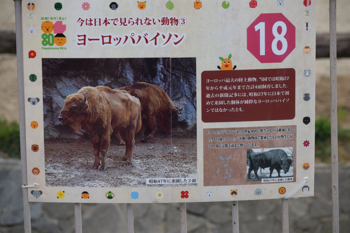 かみやん 東山の思い出の仲間たち 100 ヨーロッパバイソン 1952 19 ヨーロッパ最大の森の巨獣 現在のシマウマ舎で飼育されていました 国内では04年に京都市動物園に居た 京秋 が亡くなり 見られなくなりました 東山動植物園 ヨーロッパ