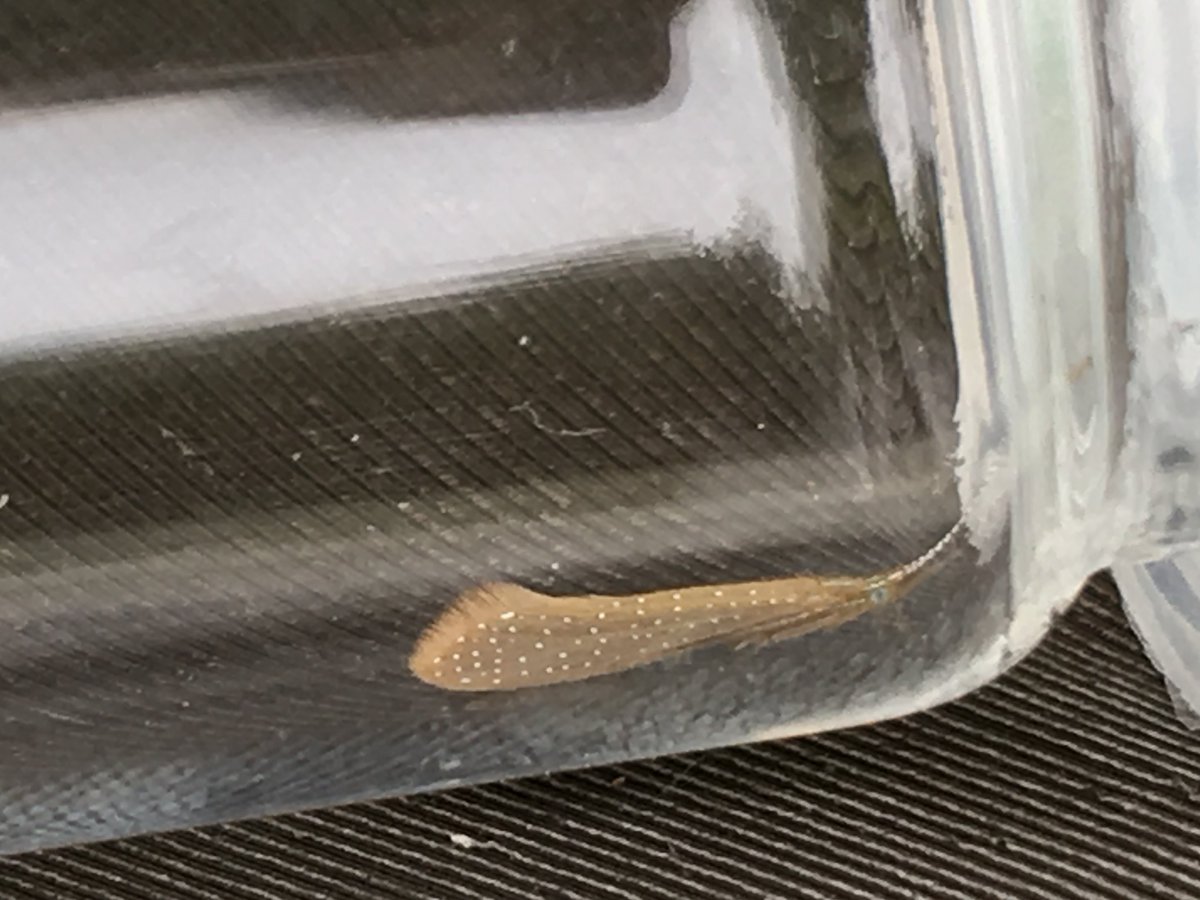 freshwaterbio's tweet photo. For #WindermereWednesday we want to show you Setodes argentipunctellus, a beautiful #CasedCaddis that can be found in #Windermere.
The juveniles live on stony lake shores, developing into fantastically spotted adults in early summer.
What #Caddis have you seen this year? https://t.co/9Z6YiGWs4E