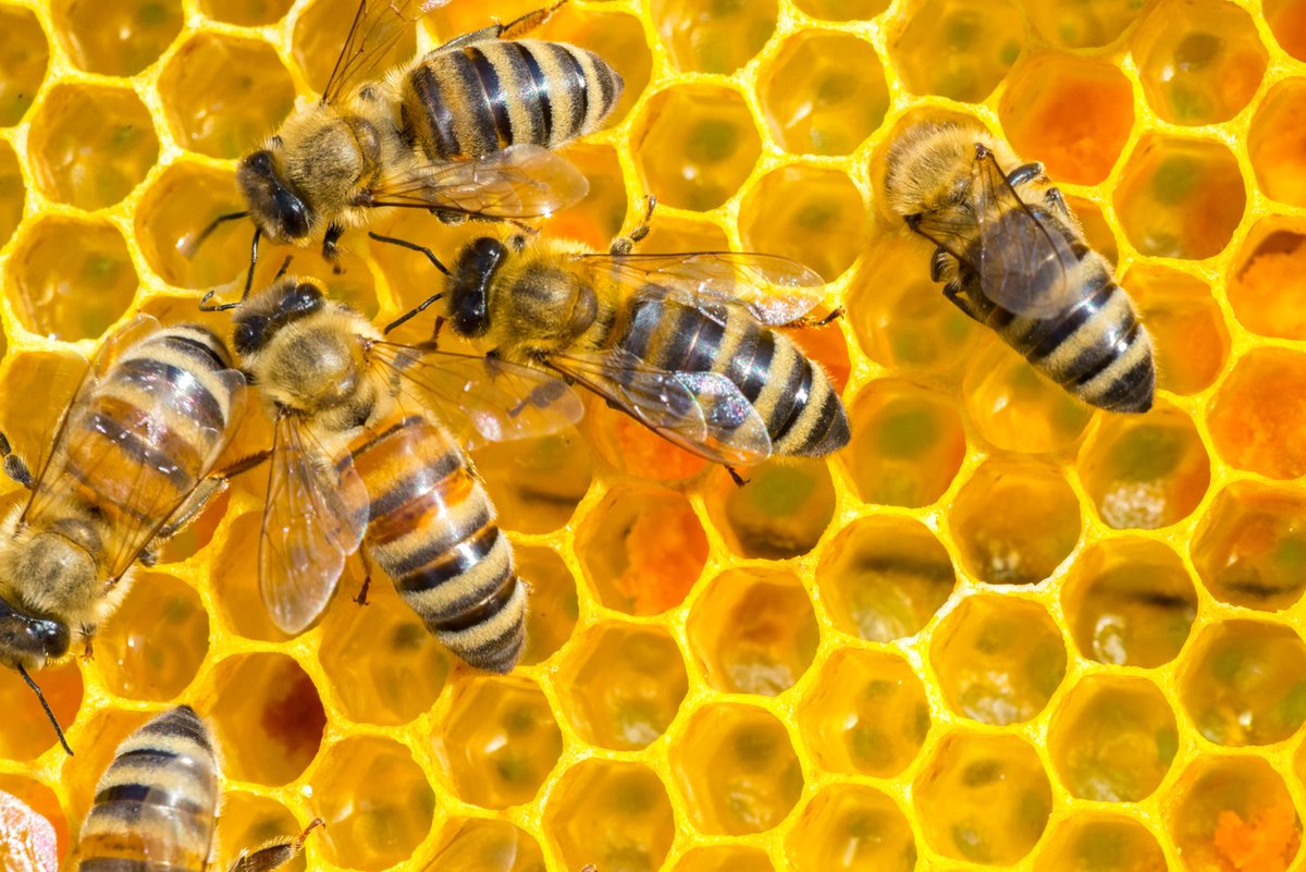 Here's some buzz-worthy trivia: A whopping 75% of the world's food crops depend in part on pollination. #WorldBeeDay #savethebees