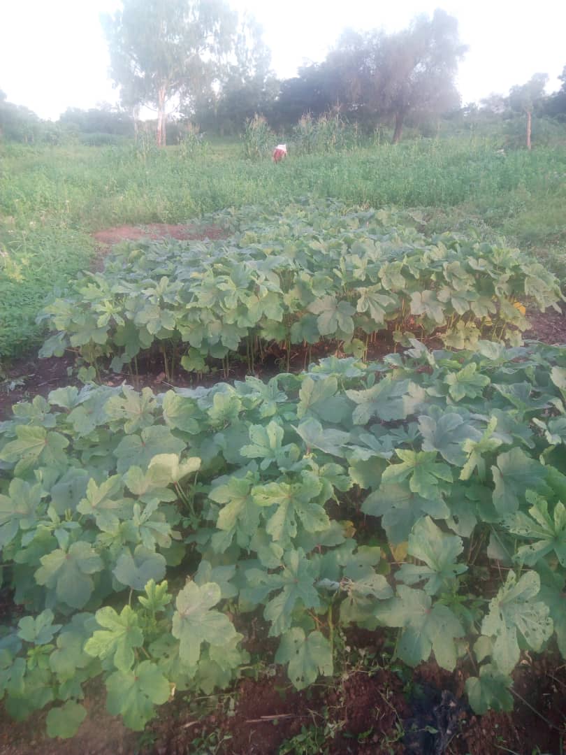 PGreenBuilders's tweet photo. The second phase of agronomic activities with project stakeholders at the Kossodo experimental site (rainy season)

#wastemanagement
 #wasterecycling
 #wasterepurposing
#sanfo.s@wascal.org https://t.co/ZeLLq7BtE8