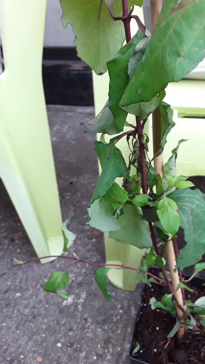 999_patricia's tweet photo. @dcc1966 @GardeningExpres Me too.  Mouldy ,dead and broken https://t.co/kVX1zTVu2d