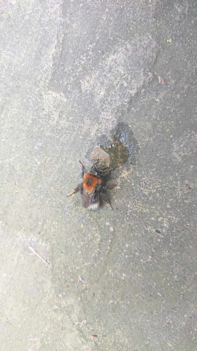 ShareNurseries's tweet photo. This little bee was exhausted and just needed some sugar water, before flying off. To give her water we added some sugar in a cup with a small amount of boiled water. The 
 dissolved solution was then cooled and added to a syringe, a few droplets and off she flew....... https://t.co/Md8uqhXyQK