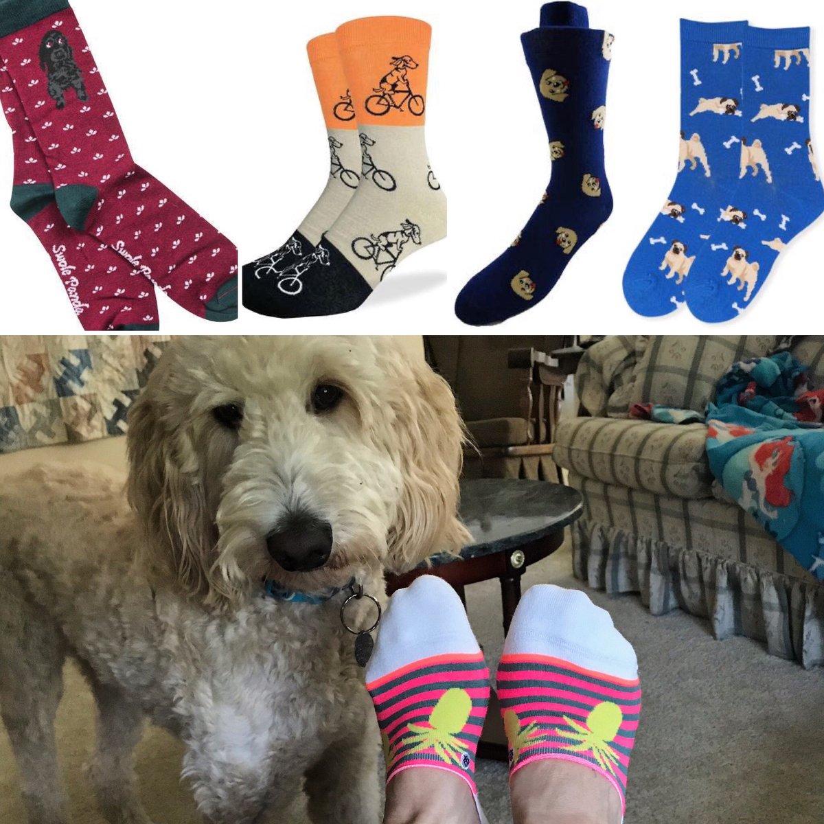 motsusocks's tweet photo. Happy #nationalrescuedogday! πΆπ Lets give a shout out to all our fur babies, big, small, fluffy, short haired, slobbery, or neat! Send us a picture of your favorite rescue dog!π
#rescuedogs #rescuedog #dogslife #motsusocks #socks #dogsocks #funsocks #coolsocks #sockstyle https://t.co/w5kOygwYQK