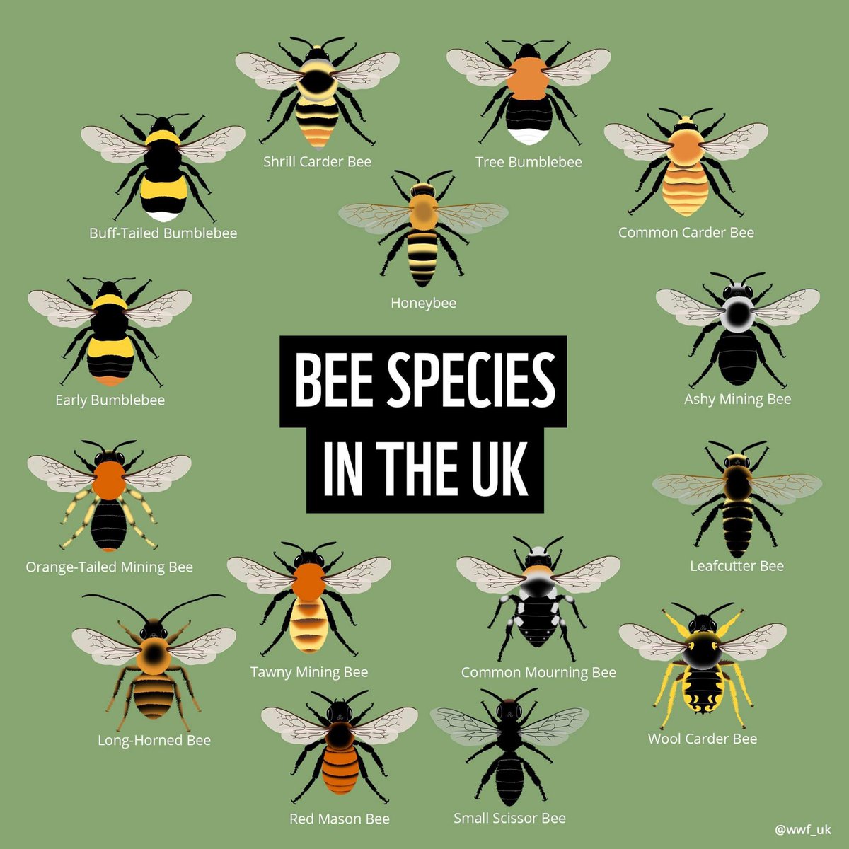 ilsnorthop's tweet photo. World Bee day today. How many bees 🐝 have you seen? https://t.co/veaOkKnZa9