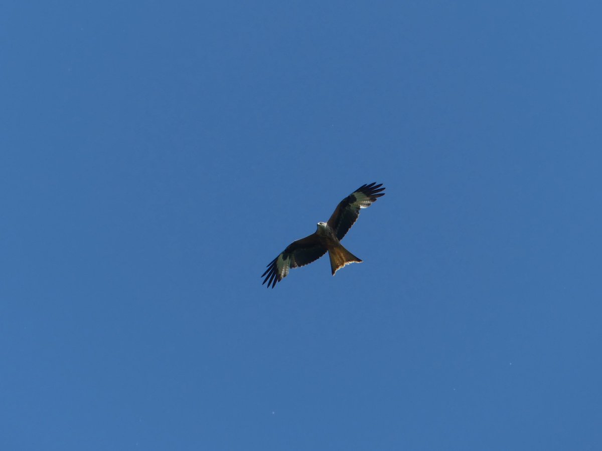 Wild_NEScot's tweet photo. Sitting in the garden trying hard not to look like a particularly appetising piece of carrion... #beenalongday #kitewatch #backgardensafari https://t.co/kRRUt67FYa