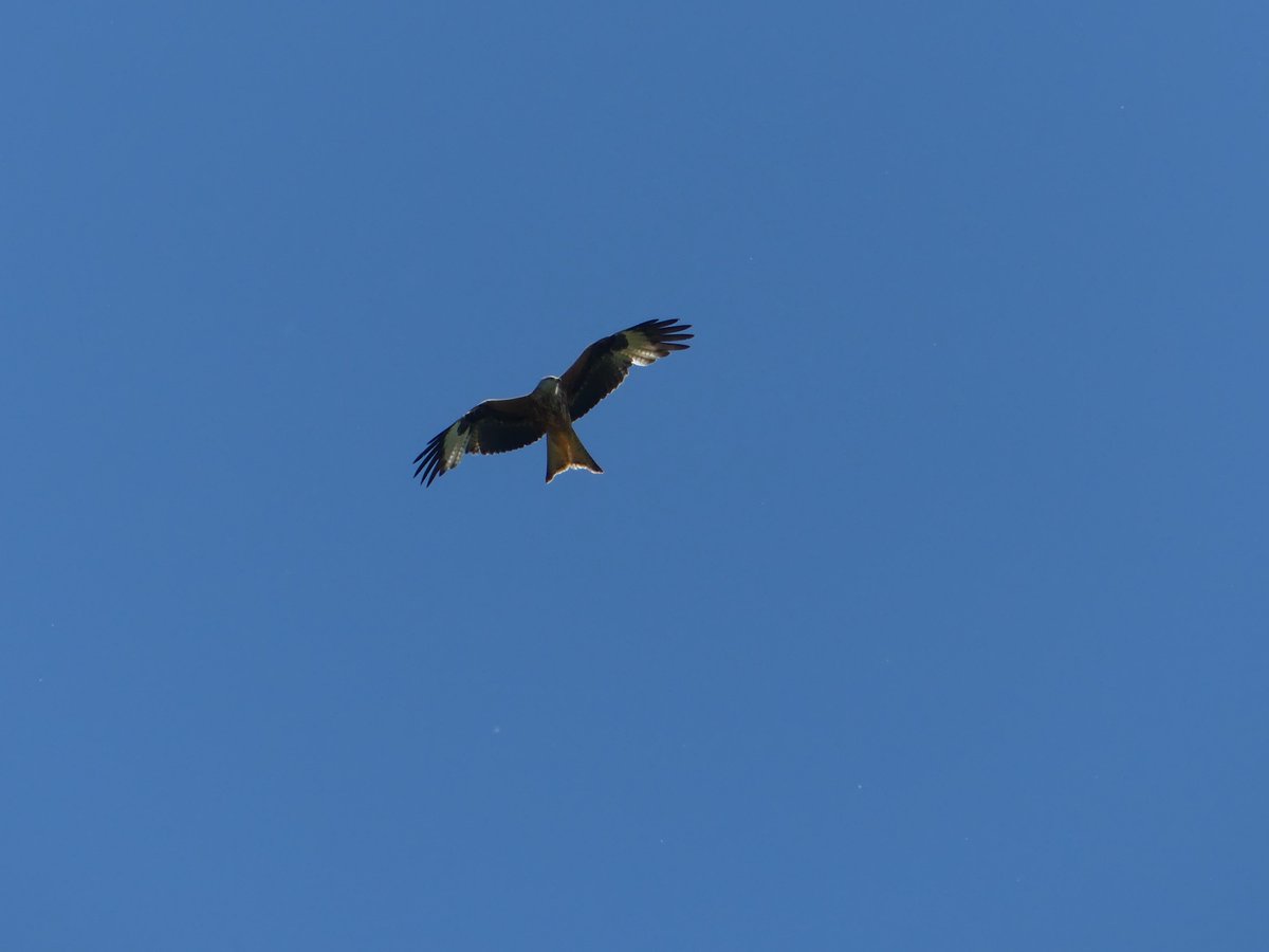 Wild_NEScot's tweet photo. Sitting in the garden trying hard not to look like a particularly appetising piece of carrion... #beenalongday #kitewatch #backgardensafari https://t.co/kRRUt67FYa