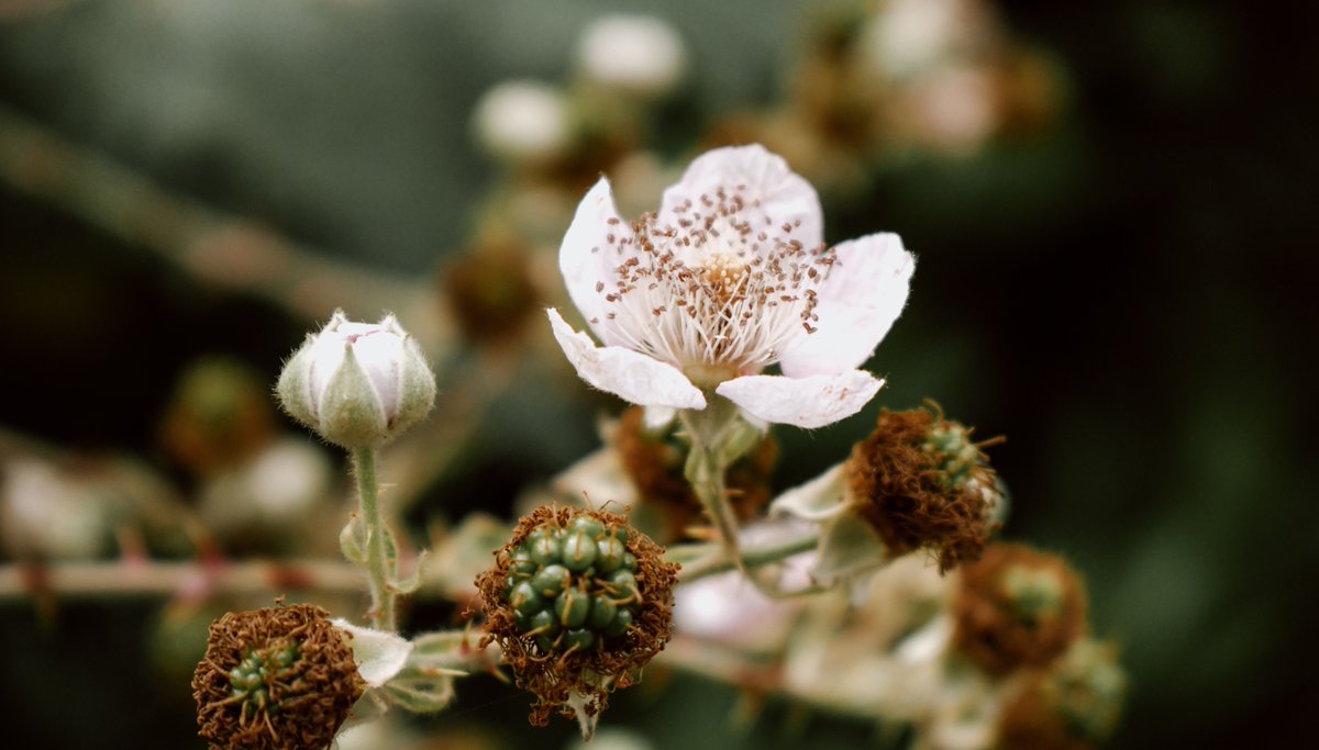 ForestryEngland's tweet photo. Have you shared your #SpringingItBack photos with us yet? ๐ธ๐ท
We want to see your brightest, happiest throwback photos from last spring.
Photos can be landscapes, macros, portraits, selfies and wildlife!
๐๐ผ https://t.co/8k3IWwVKPA https://t.co/MxH3hWnTFJ