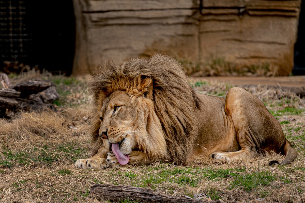 TulsaZoo's tweet photo. Lions stay clean by licking themselves. #ickyology #grossbutfascinating https://t.co/QW4oMbsCwc