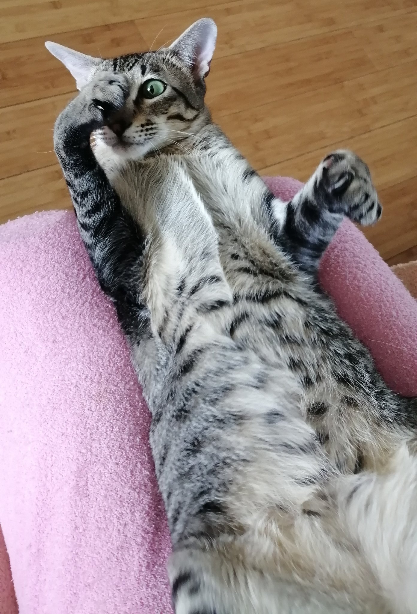Наши котики