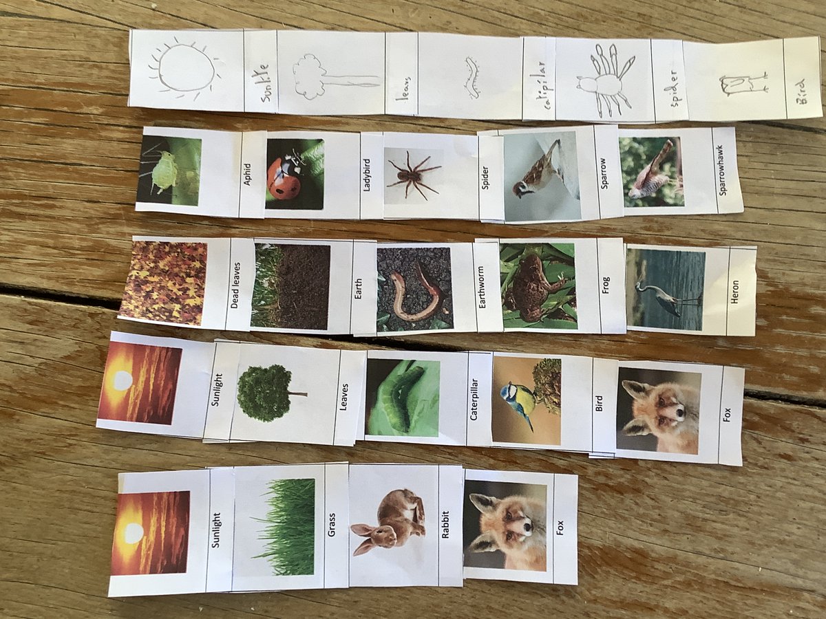 DunhurstScience's tweet photo. Group 1 food chain investigations https://t.co/l8ajUY2WUw