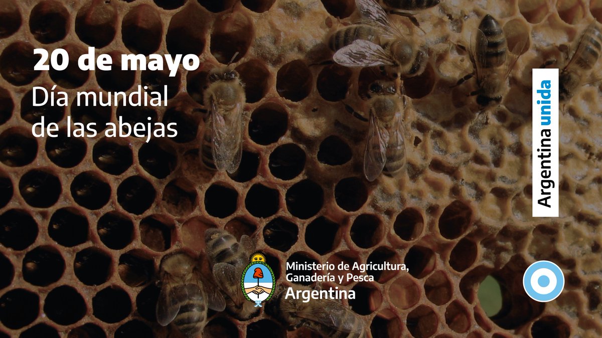 Termina la #SemanaDeLaMiel, y en el #DiaMundialDeLasAbejas destacamos su importancia en la polinización, un proceso que es un aporte fundamental de la actividad apícola al medio ambiente. 🐝🍯
