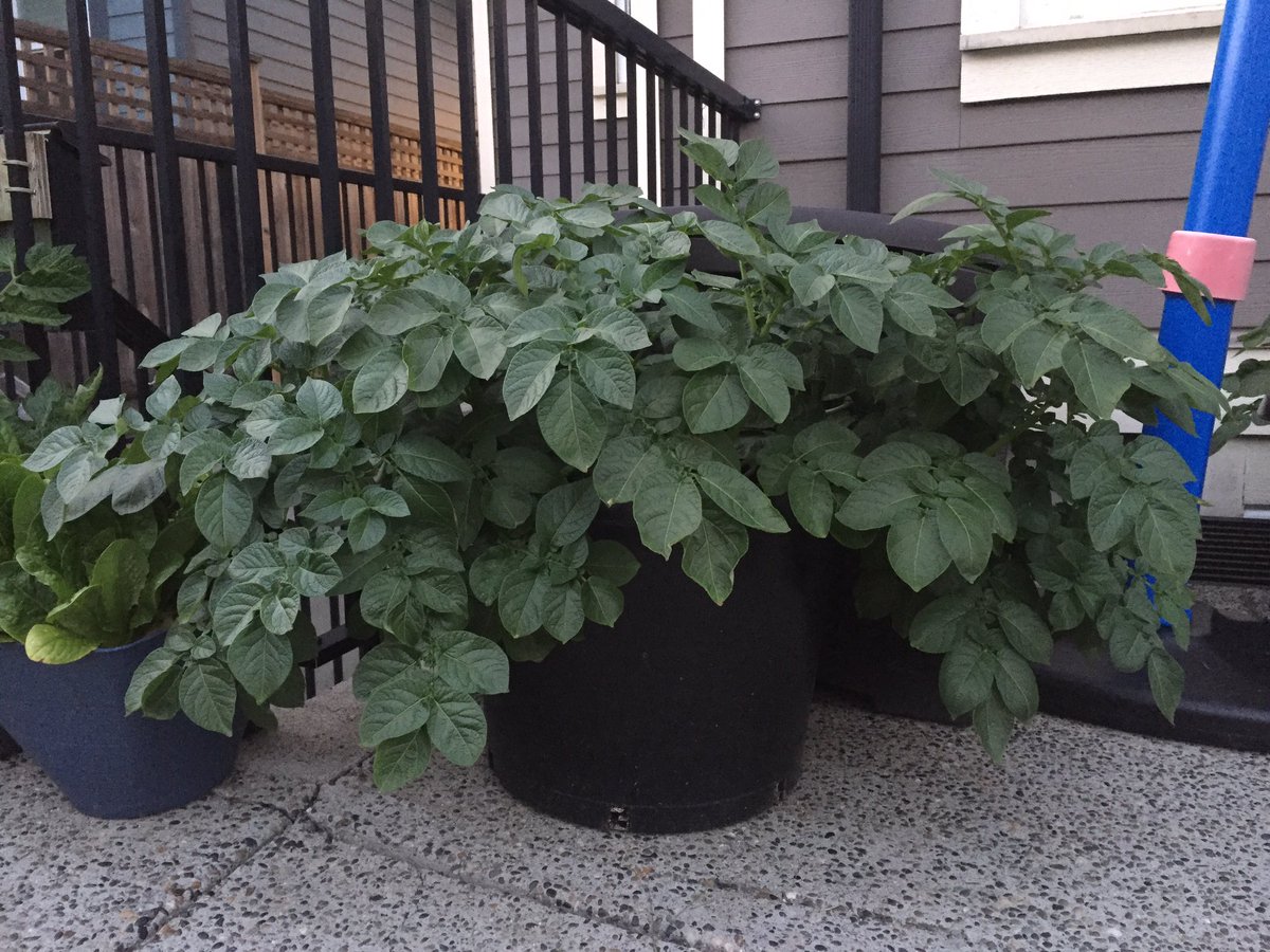 CHKindies's tweet photo. Weekly progress of our Warba Potatoes! They really enjoyed the sun over the past week! @bcaitc #SpudsInTubs #10WeeksOld #LearningFromHome #GrowingFromHome https://t.co/m5KpVfVdUV