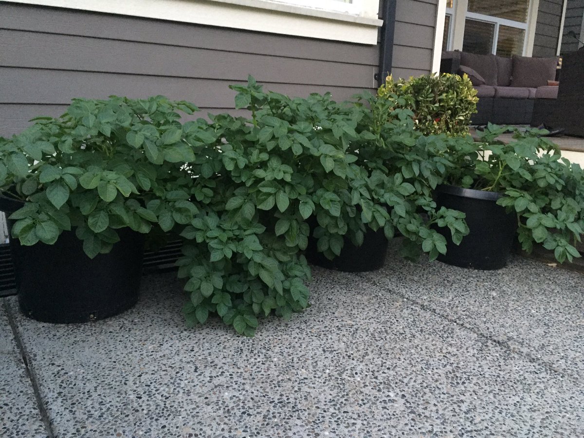 CHKindies's tweet photo. Weekly progress of our Warba Potatoes! They really enjoyed the sun over the past week! @bcaitc #SpudsInTubs #10WeeksOld #LearningFromHome #GrowingFromHome https://t.co/m5KpVfVdUV
