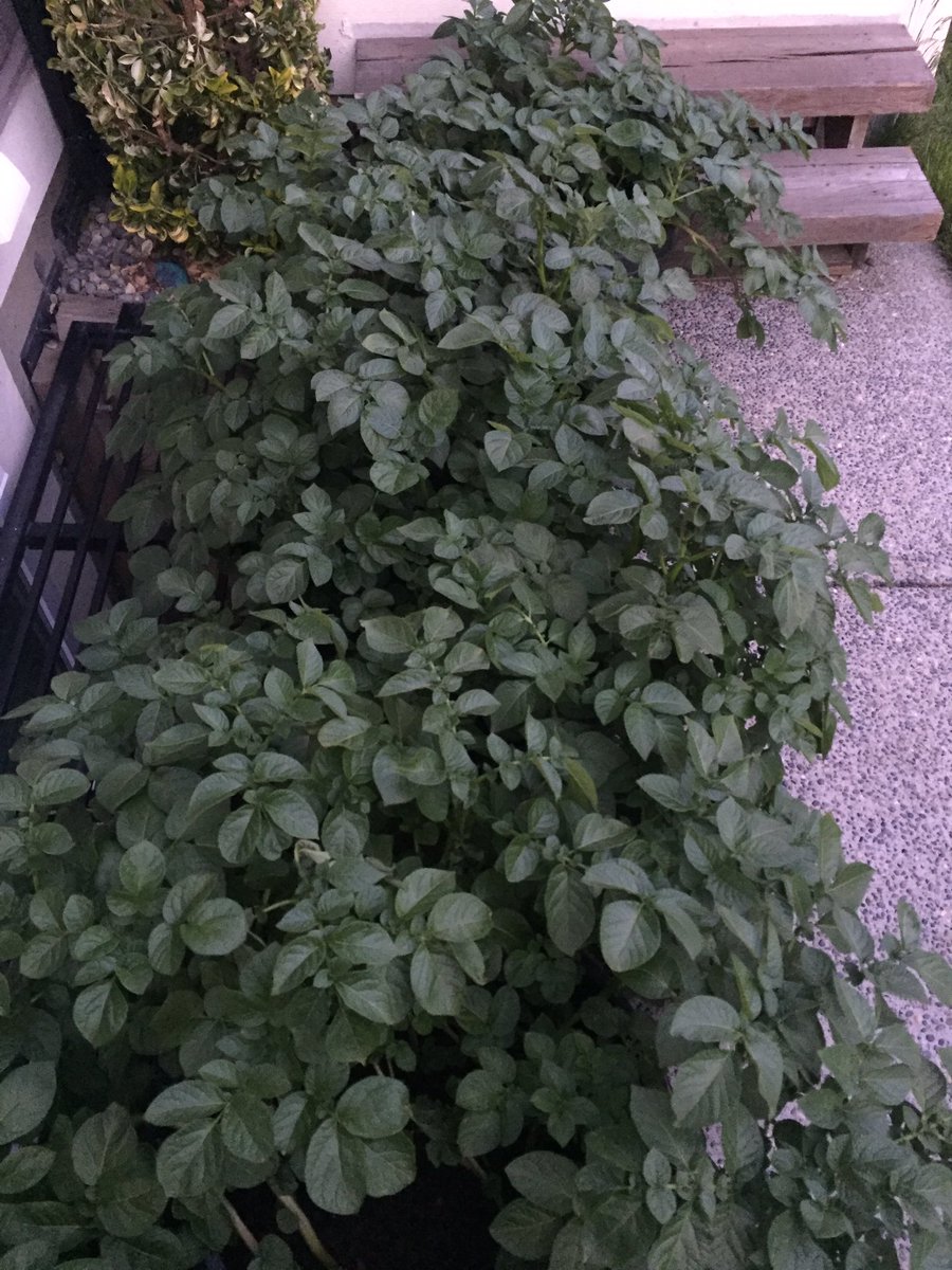 CHKindies's tweet photo. Weekly progress of our Warba Potatoes! They really enjoyed the sun over the past week! @bcaitc #SpudsInTubs #10WeeksOld #LearningFromHome #GrowingFromHome https://t.co/m5KpVfVdUV
