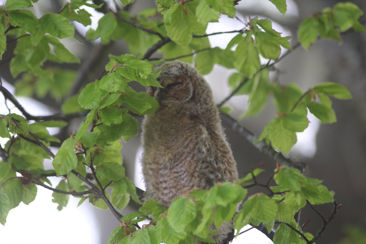 A morning of rolling mist and tawny owls #owls #tawnyowls #Northumberland #nature #wildlife #allenvalleys