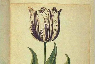 Tulip, Wiki