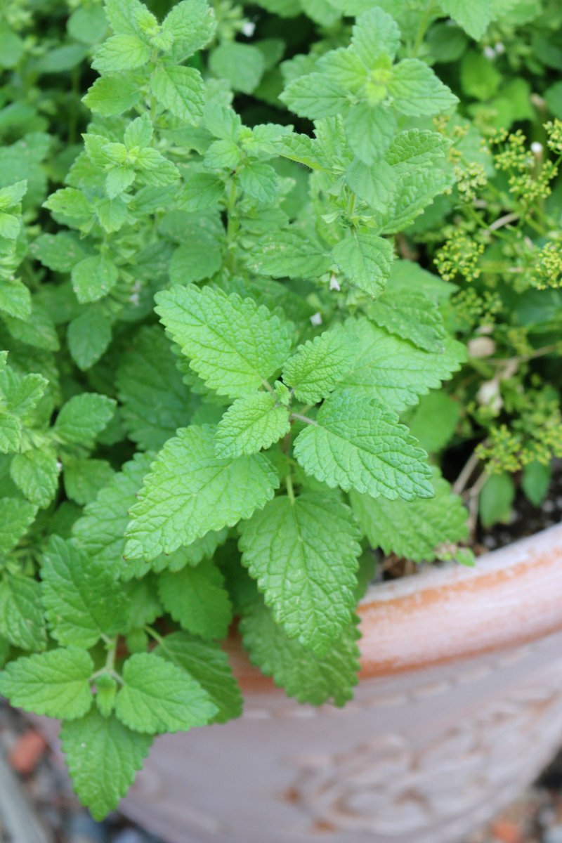 CecesGoodStuff's tweet photo. One of the most healing herbs on the planet – Lemon Balm. The herb Lemon Balm has a calming effect which helps with sleep and anxiety.
#ceceliasgoodstuff #healing #herbs #nmherbs #nmgarden #newmexicocheif #nmcook #nmfun #teafordays
https://t.co/s48lU7sEr9 https://t.co/UT5KlVmVGh