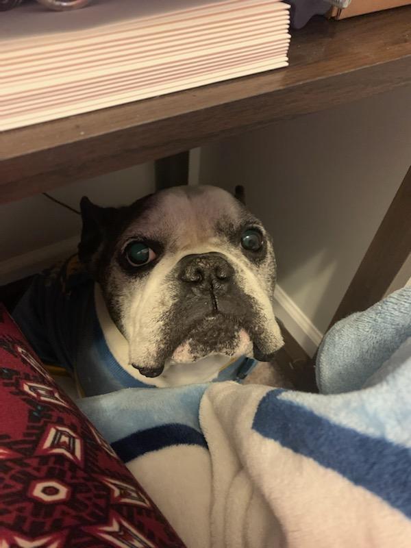 FrenchieSlider's tweet photo. Mom stop working and play with me! https://t.co/HKFZY39eop