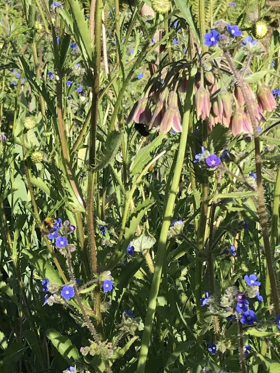 CathDuggins's tweet photo. Happy #WorldBeeDay2020
🐝 #Bee #bumblebee #Bumble enjoying #Alkanet & #Allium #Siculum in the #Pembrokeshire #gsrden this evening https://t.co/t4wovmltIG