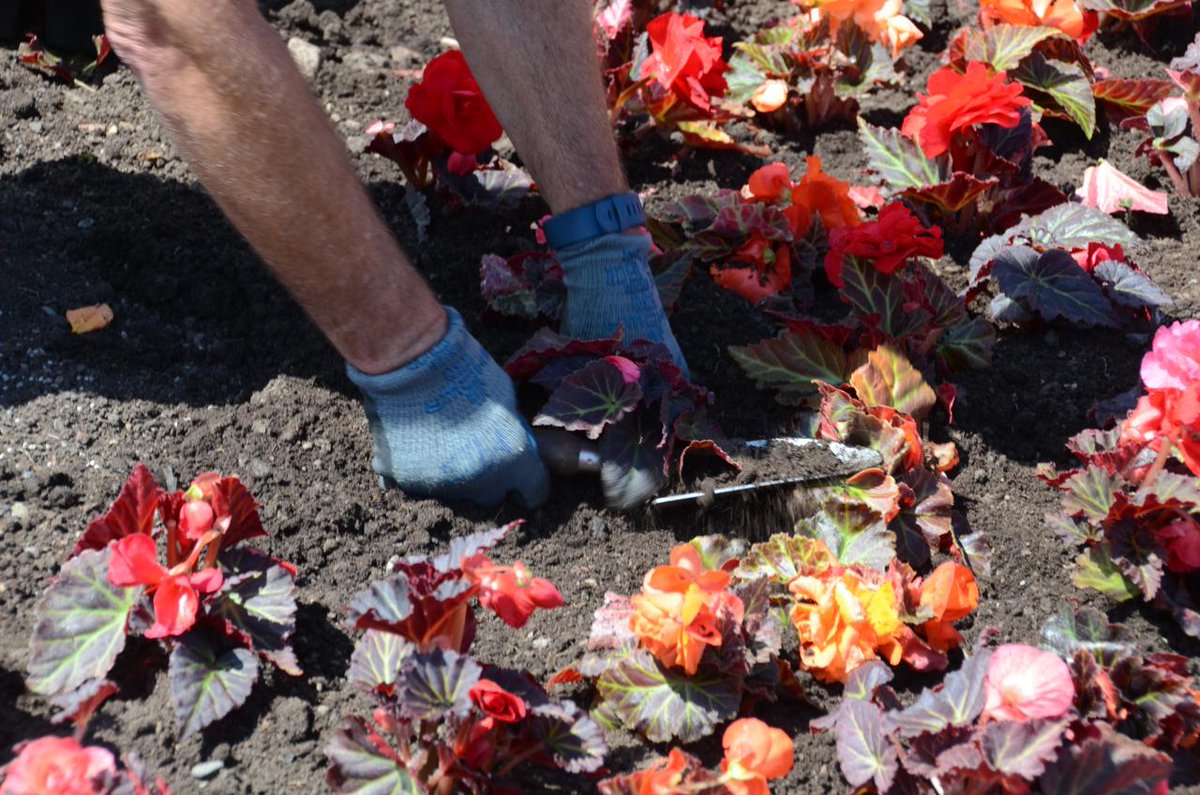 We have over 30k bedding plants ready for planting but we need your help.  If you're part of a community group that could help plant in your town/village get in touch. We'll get plants to you. E supportdg@dumgal.gov.uk or T 030 33 33 3000, asking for Community Assets #SupportDG