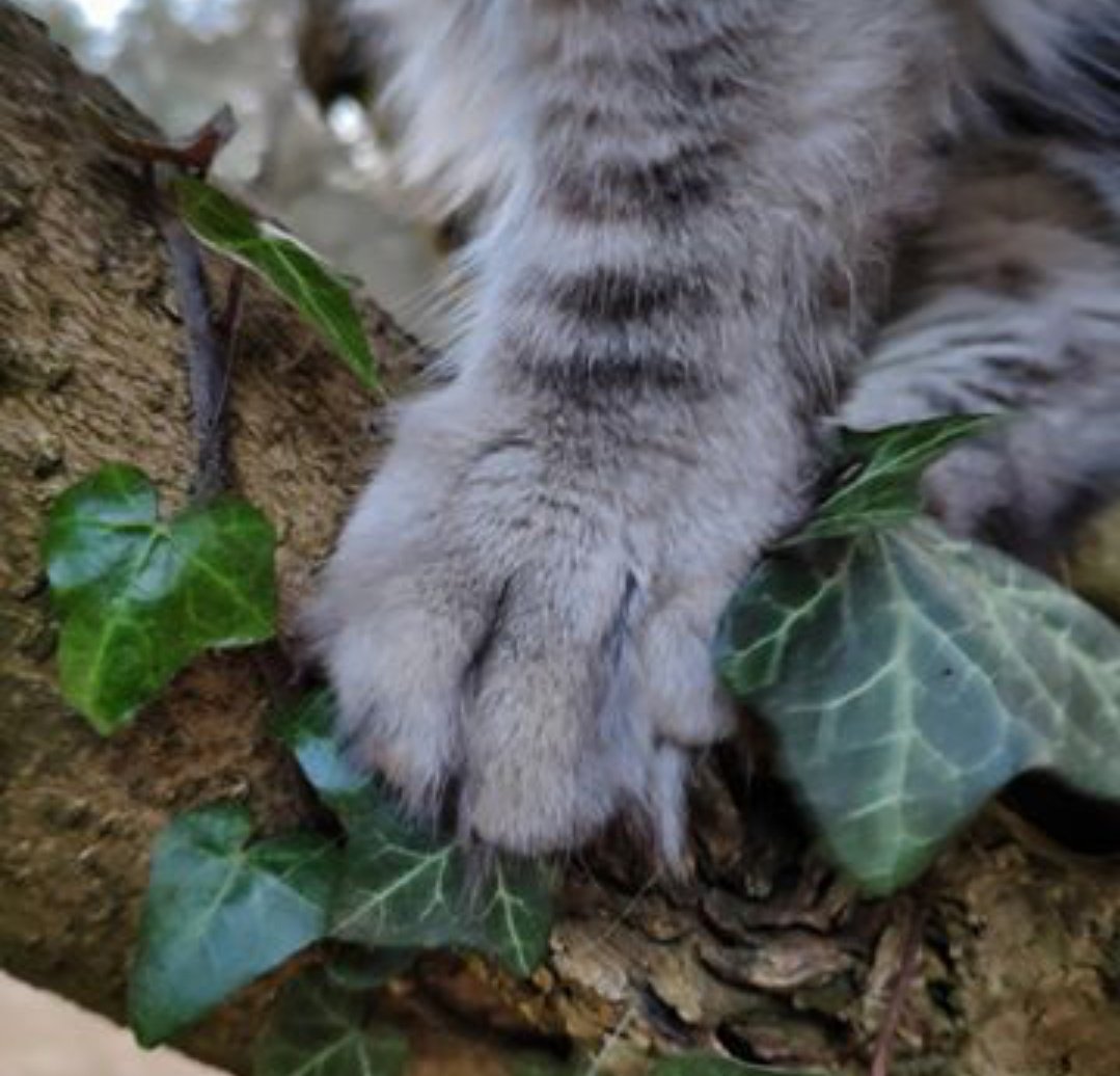 SilverPatounes's tweet photo. C'est parti !

Réponse en DM uniquement ⚠

À qui appartiennent ces SilverPatounes ? Siegfried ou Perséphone ?

Vous avez jusqu'au 25 mai 20h30 pour jouer ☺️ https://t.co/uYRTbRu9Ia