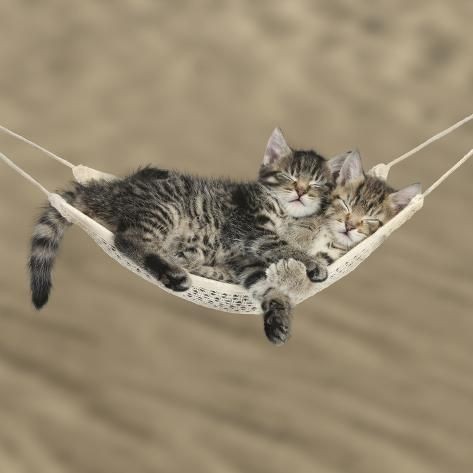 martin_p tweet media