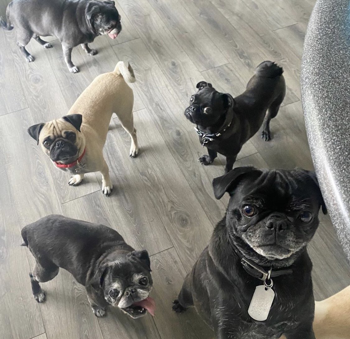 Today is National rescue a dog day!! If you have time and space at your home for a dog, please give an amazing creature a forever home 🏡  thepugqueen.org