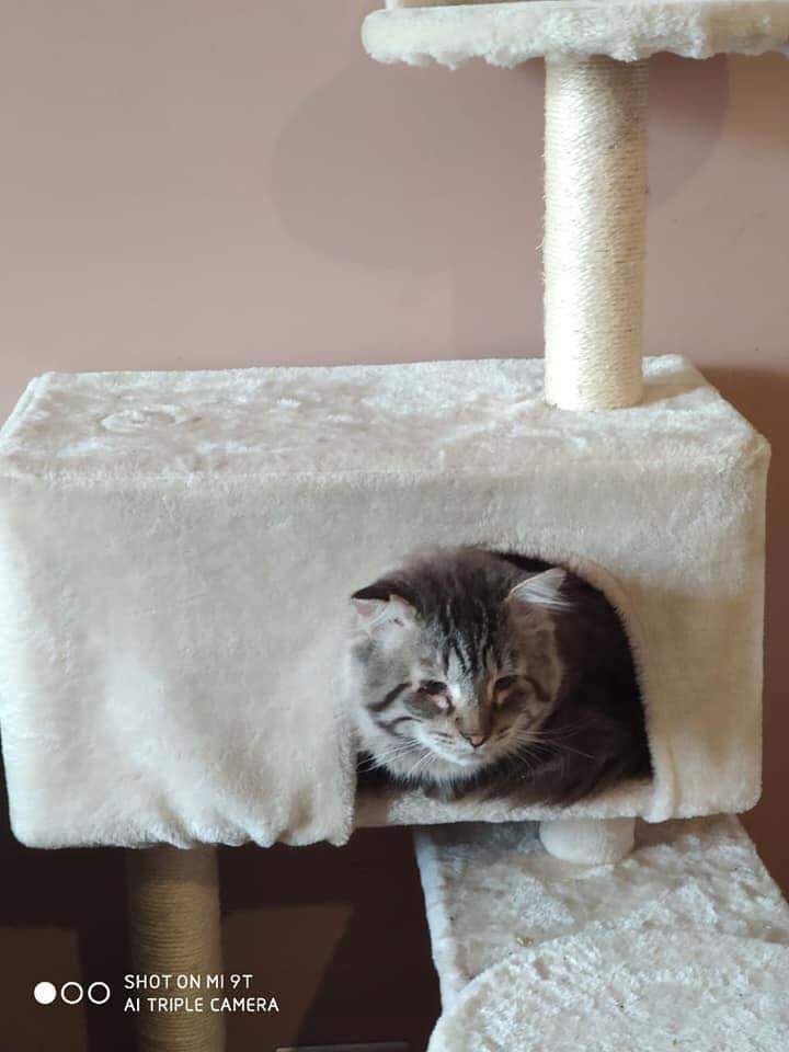 NECESITAMOS AYUDA MONETARIA! Nuestro viejito Tiresias necesita hacerse una serie de exámenes para controlar su enfermedad renal y ver si puede ser esterilizado 😿
Debe hacerse un perfil, hemograma, urianálisis (26.000) + toma de muestra (5000) + una ecografía abdominal (32.000)