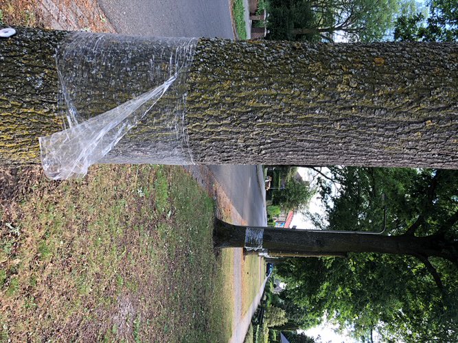 gemeenteoss's tweet image. We zien dat steeds meer bewoners bomen omwikkelen met folie om de eikenprocessierups te bestrijden. Dit heeft geen nut. Het is zelfs gevaarlijk voor vogels en andere dieren!  Meer info: bit.ly/2LJ8REz