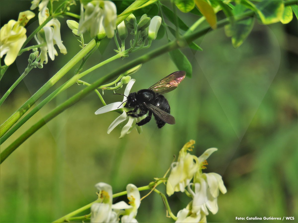 Abejas de diversas especies también usan los corredores biológicos para su sostenimiento y cuando sus bosques han sido fragmentados. Lo concluye estudio de Catalina Gutiérrez, dir <a href="/WCSColombia/">WCS Colombia 💚</a>, publicado en Journal of Insect Conservation bit.ly/3e2eN7J
🐝#DíadelasAbejas