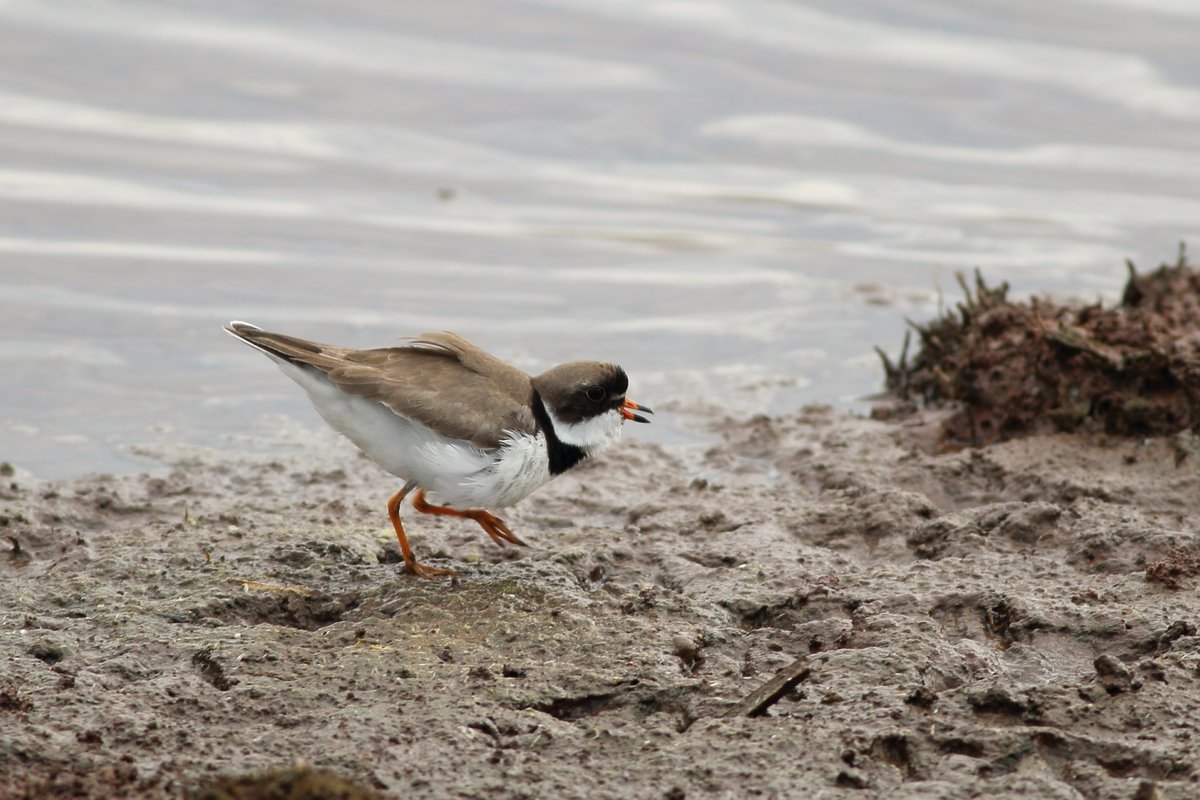 AndyWGettysburg's tweet photo. Semipalmated Plover on my local retention pond, a first for site (now 186 species in my development). I'm ignoring a previous record by someone else because it was a 2/3 grown Killdeer chick :)  #mdbirding https://t.co/pPrNdgHZ39