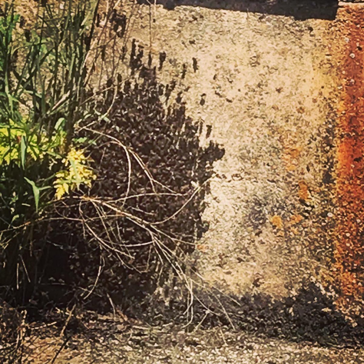 FSobrinos's tweet photo. Hoy nos hemos encontrado con estas abejas que se querían quedar a vivir en nuestro parking 😂
Gracias a @BomberosBurgos por actuar tan rápido. 
En estos tiempos tan difíciles es muy importante alabar las profesiones que se dedican a cuidarnos. 
👏🏻👏🏻👏🏻👏🏻👏🏻👏🏻👏🏻👏🏻👏🏻👏🏻 https://t.co/Fs6yApHJlI