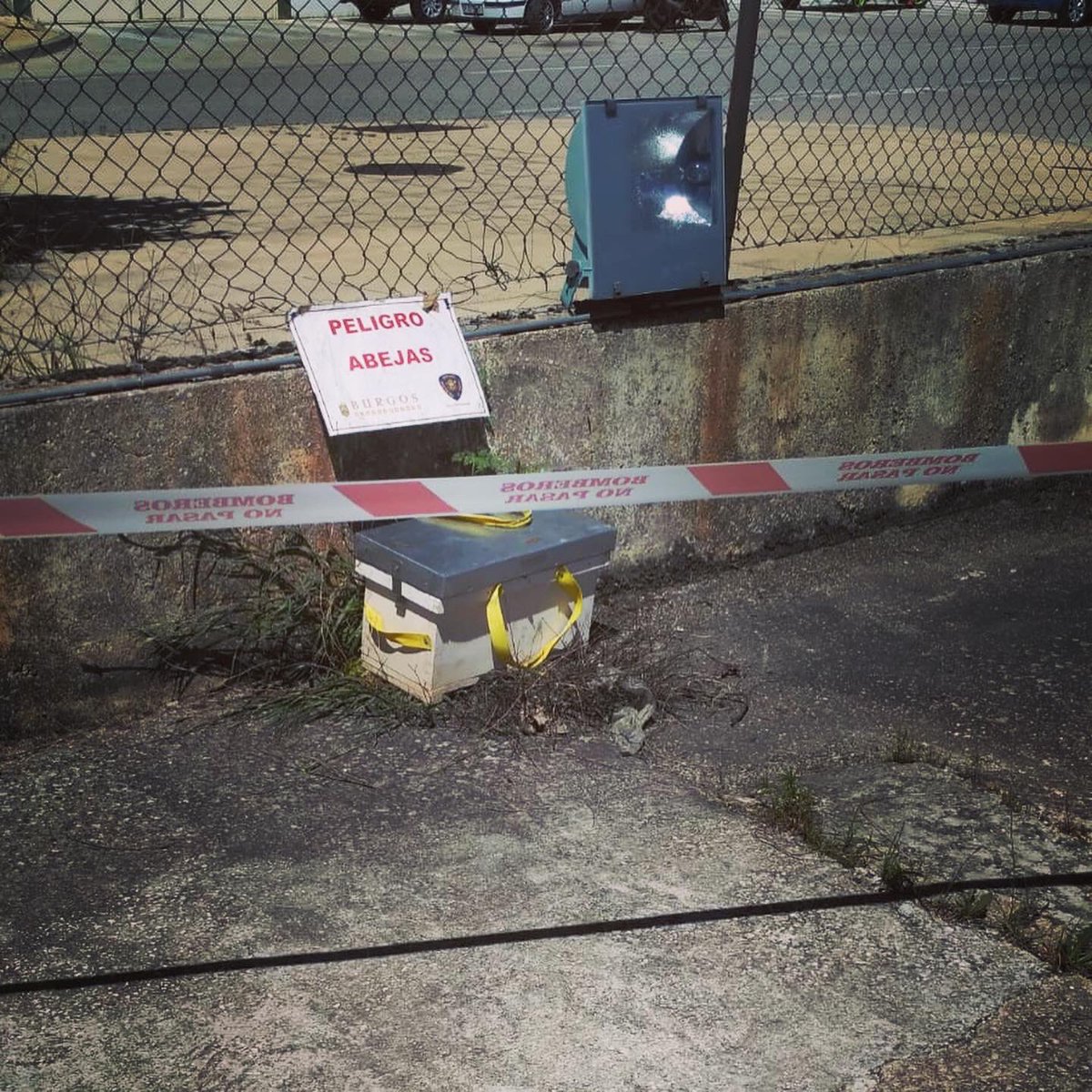 Hoy nos hemos encontrado con estas abejas que se querían quedar a vivir en nuestro parking 😂
Gracias a <a href="/BomberosBurgos/">Bomberos Ayto. Burgos</a> por actuar tan rápido. 
En estos tiempos tan difíciles es muy importante alabar las profesiones que se dedican a cuidarnos. 
👏🏻👏🏻👏🏻👏🏻👏🏻👏🏻👏🏻👏🏻👏🏻👏🏻