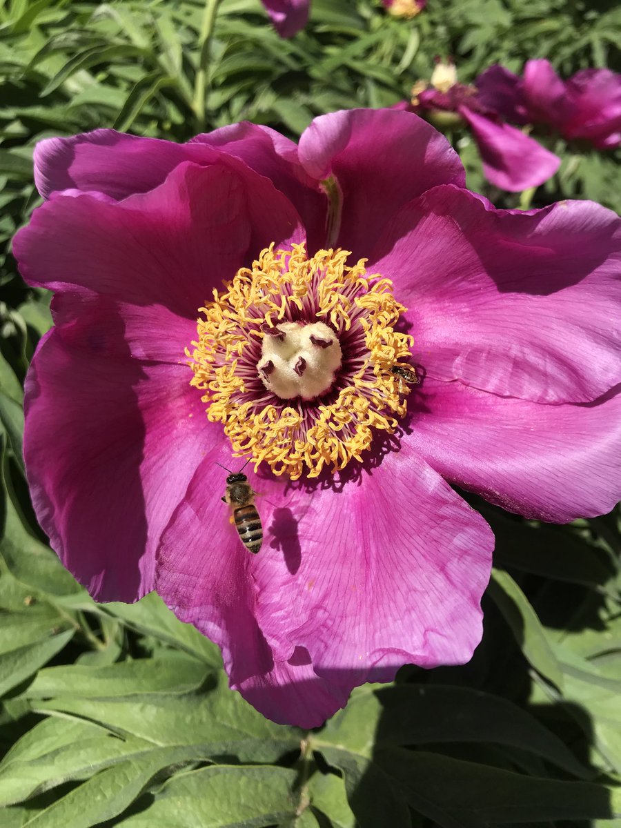 JulieFaure01's tweet photo. #WorldBeeDay2020 https://t.co/JdnbWGVzEA
