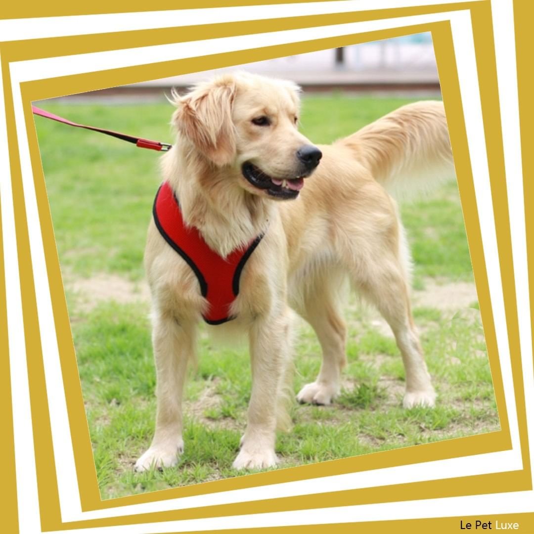 lepetluxe's tweet photo. 𝐃𝐨𝐠 𝐇𝐚𝐫𝐧𝐞𝐬𝐬 𝐨𝐫 𝐃𝐨𝐠 𝐂𝐨𝐥𝐥𝐚𝐫?🐶��

See which one is better for your dog...

Read more: https://t.co/z4odqqAqRn

 #dogs #dogsoftwitter #pets #likeforfollow #doggeystyle #dogsroutine #dogshealthy #dogslifestyle  #DogShopping #dogcollar #DogsLuxury #DogLover https://t.co/g4AnuGcKia