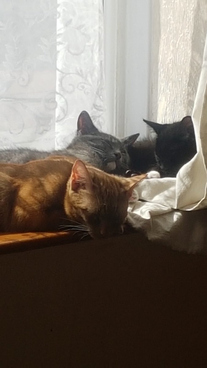 ZoeStanmore's tweet photo. For #MentalHealthAwarenessWeek we are sharing what helps us to #FaceTheMask tagged by @FletchCath
As an act of Kindness share the things that help you face the world. My 4 are my family, friends, my garden and my Moggys. https://t.co/QcQIsUTj64