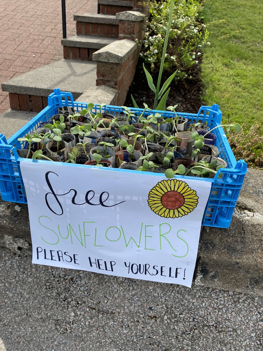 LynnShopp's tweet photo. @Carolside_PS #cpshomelearning this week I taught Hannah to make newspaper plant pots, we made lots and planted around 150 sunflower seeds and are gifting them to friends and passers by to spread a little sunshine to those in need 😊🌻 https://t.co/tJkaYlQNxV