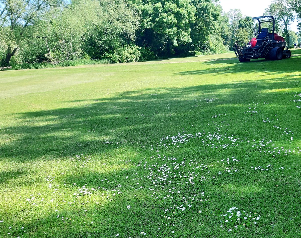 fancey76's tweet photo. Loving the appearance & tight sward on fairways right now post PGR, iron & herbicide application + select recent scarification #ryetec
Glad to see the back of the daisy's too....well most of them #missedabit #allowedtheoddmistake π€¦ββοΈ
@SouthwickParkGC π https://t.co/6NRegj500J
