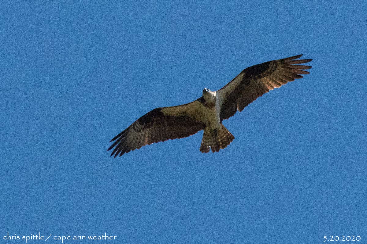 CapeAnnWeather's tweet photo. ❓Who knows their hawks? Young red-shouldered?
Three of these circling just now in #RockportMA
Here are the 2 closest ones...
#hawkID https://t.co/zkjOY9j2s1