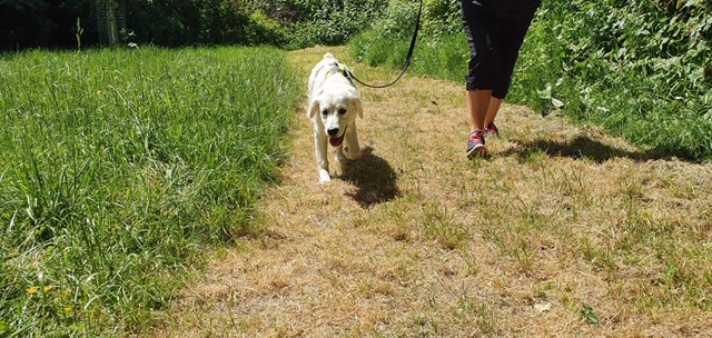 ScampsChamps's tweet photo. Scamps and Champs Bristol are back offering pet care services whilst strictly following government, DEFRA and CSFG guidelines. What a lovely walk this morning with Reggie who is now a big boy at 7 months old ❤️. He has grown so much since his last walks before lockdown 🥰😍😊 https://t.co/dxSC8PWZn3