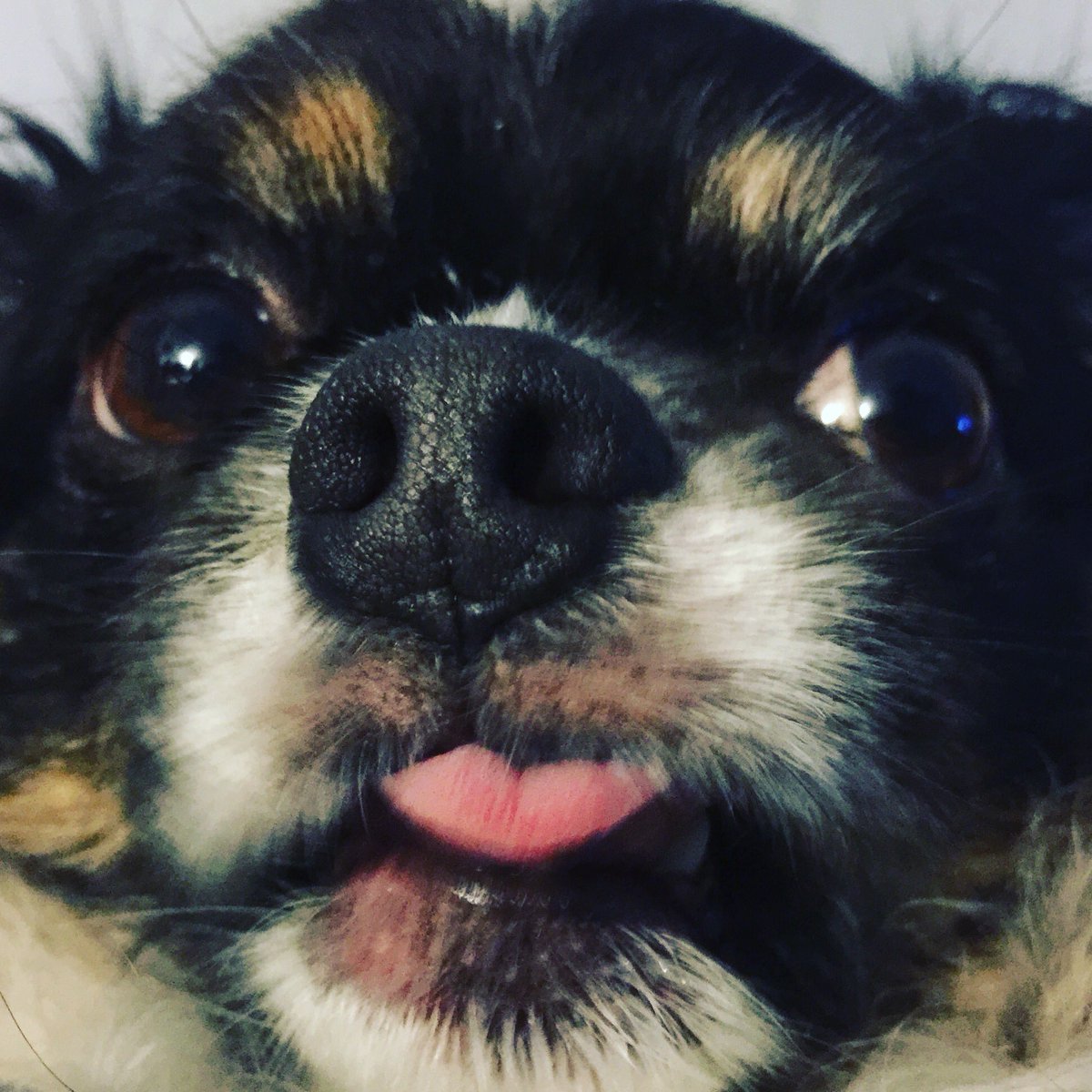 artisteirebella's tweet photo. #NationalRescueDogDay #allrescued #all been amazing #AdoptDontShop https://t.co/i4ADWxlUiS