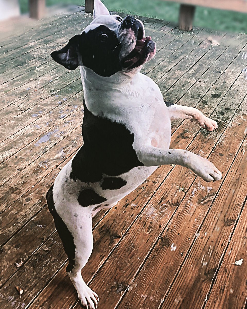 artisteirebella's tweet photo. #NationalRescueDogDay #allrescued #all been amazing #AdoptDontShop https://t.co/i4ADWxlUiS