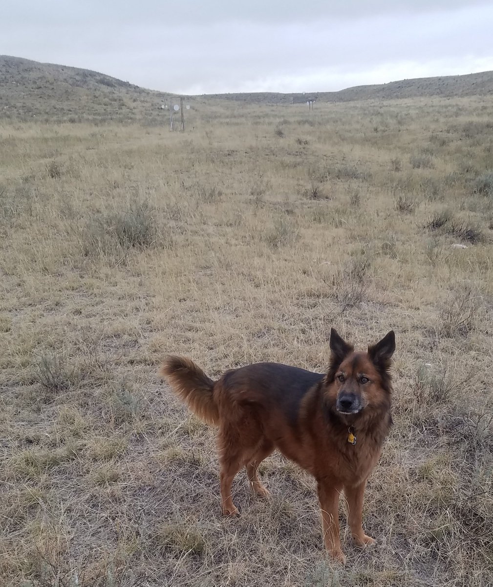 sgtbetsysmith's tweet photo. Nine years ago @thebucksavage &amp; I rescued a badly abused young dog our daughter named "Marley." He traveled with us to over 40 states, attending our police training events, hiking, fishing &amp; learning that most people are good. We lost him yesterday. I miss you #MarleySmith. https://t.co/83QRfOJCTJ