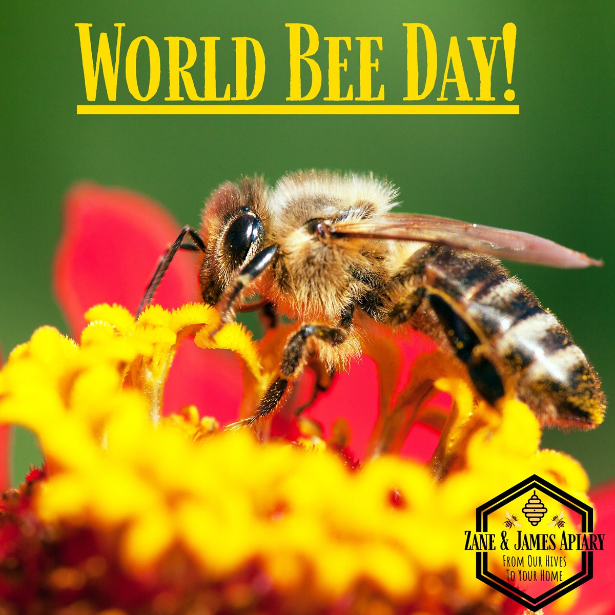 Zane James Apiary Happy World Bee Day Bees Are One Of The Most Important Pollinators Help Us Spread Awareness Of The Importance Of Bees You Can Help