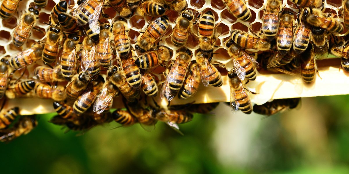 DeutschePostDHL's tweet photo. Heute ist #Weltbienentag. Viele unserer Mitarbeiter engagieren sich für der Erhaltung von #Bienen. Erfahren Sie mehr in der fünften Folge unseres Podcasts #LivingLogistics. #WorldBeeDay#Savethebees https://t.co/To3LL45iEV https://t.co/xvONYpMzks