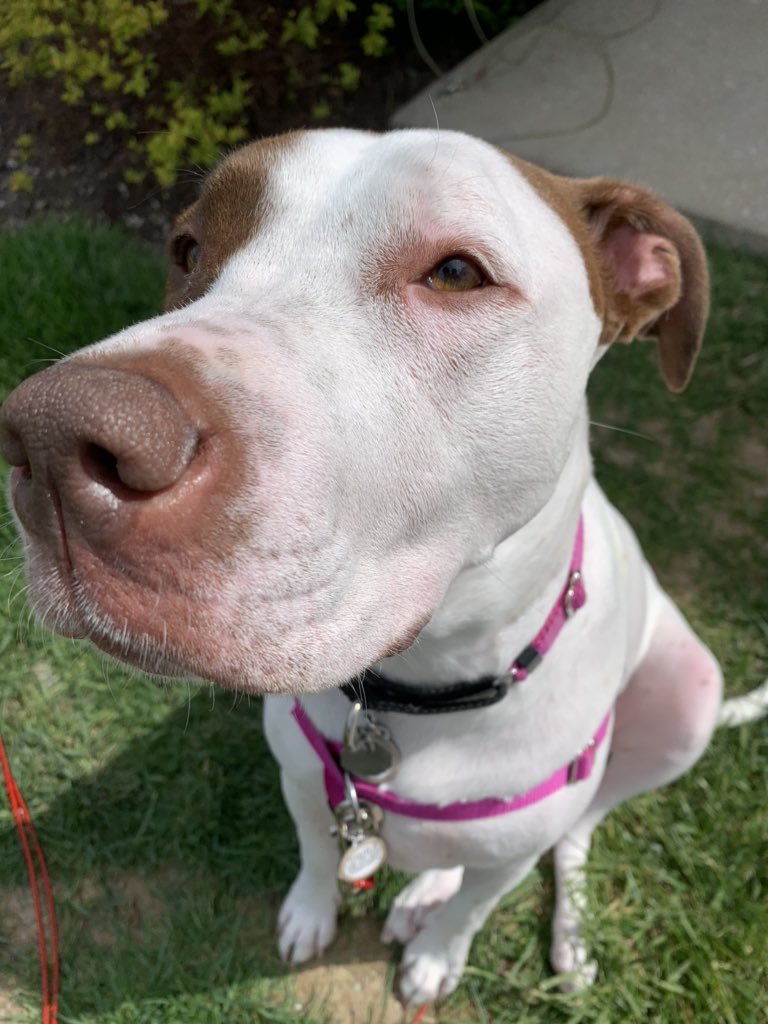 Happy #NationalRescueDogDay 

#fromthepits